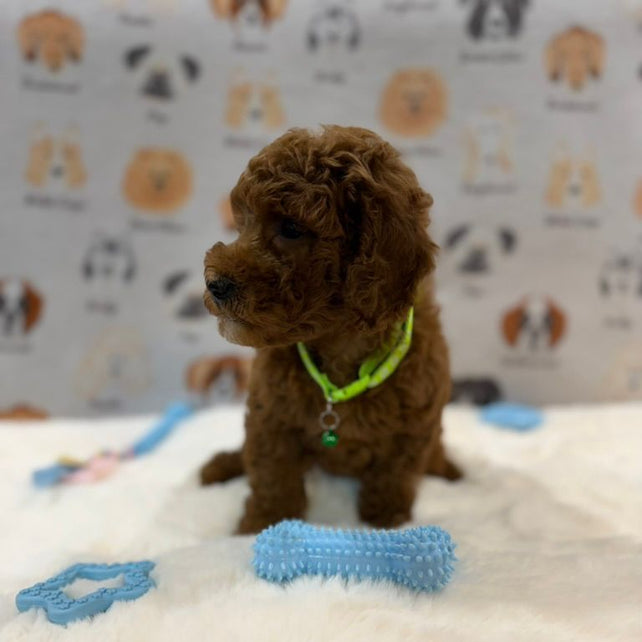 LINO (Mini Golden-Doodle)