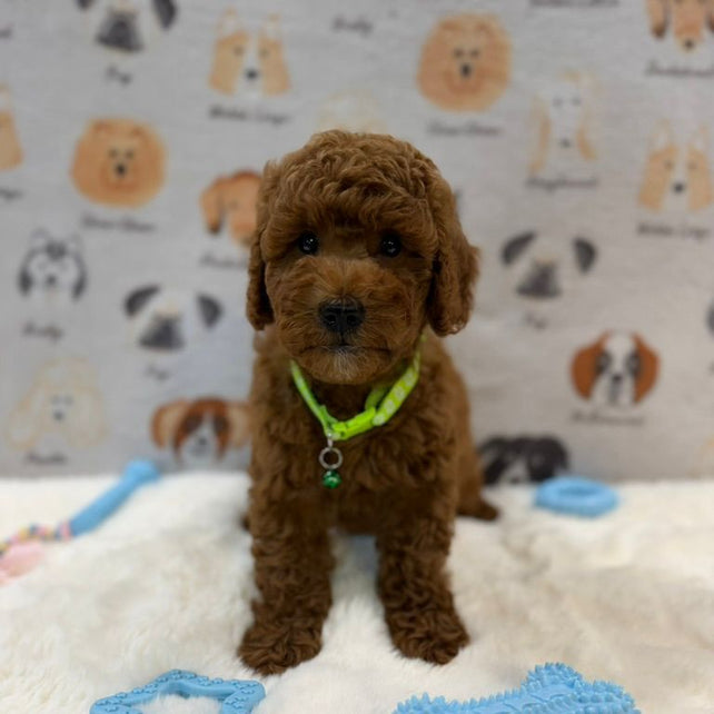 LINO (Mini Golden-Doodle)