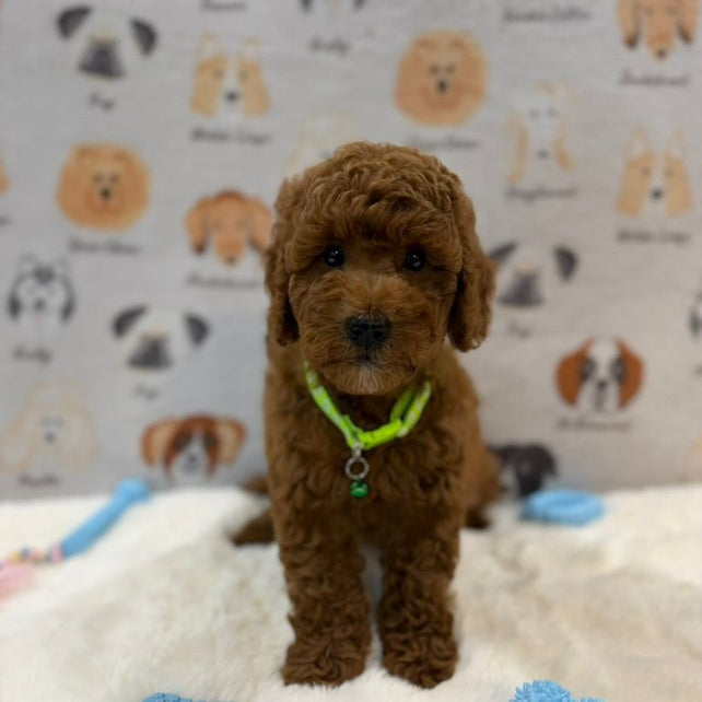 LINO (Mini Golden-Doodle)