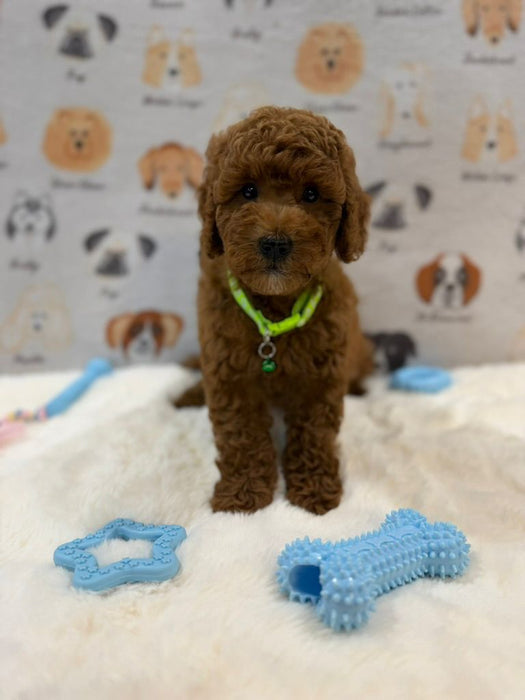 LINO (Mini Golden-Doodle)