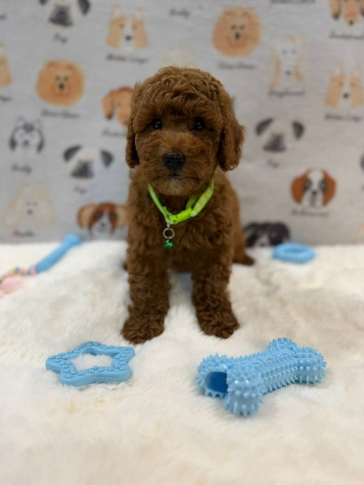 LINO (Mini Golden-Doodle)