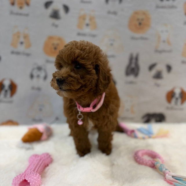 LEXY (Mini Golden-Doodle)