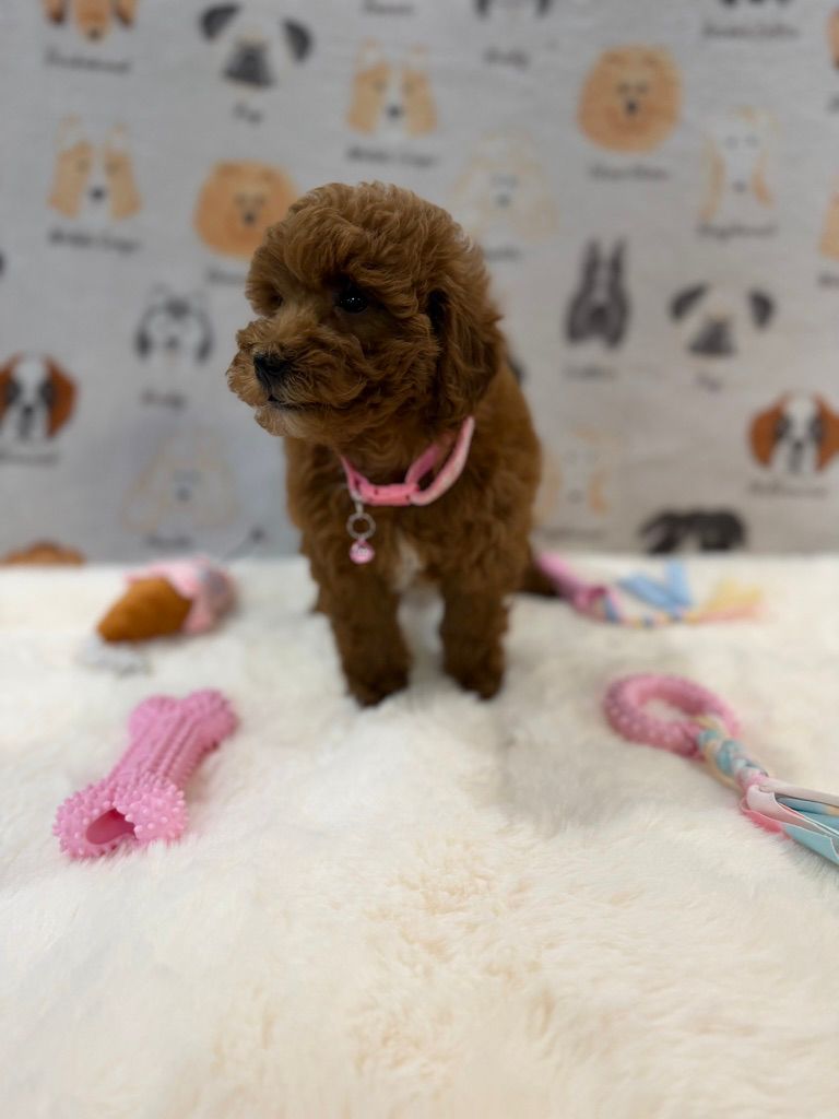 LEXY (Mini Golden-Doodle)