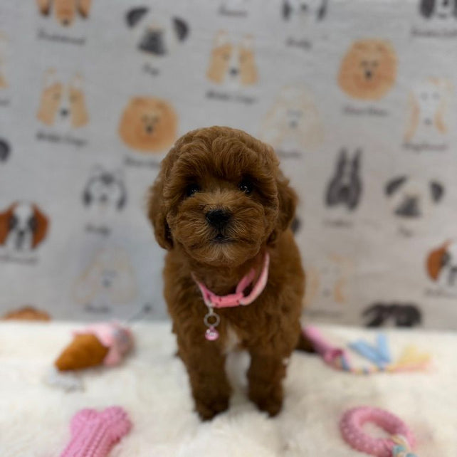LEXY (Mini Golden-Doodle)