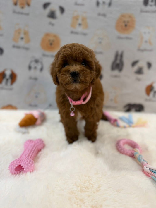 LEXY (Mini Golden-Doodle)