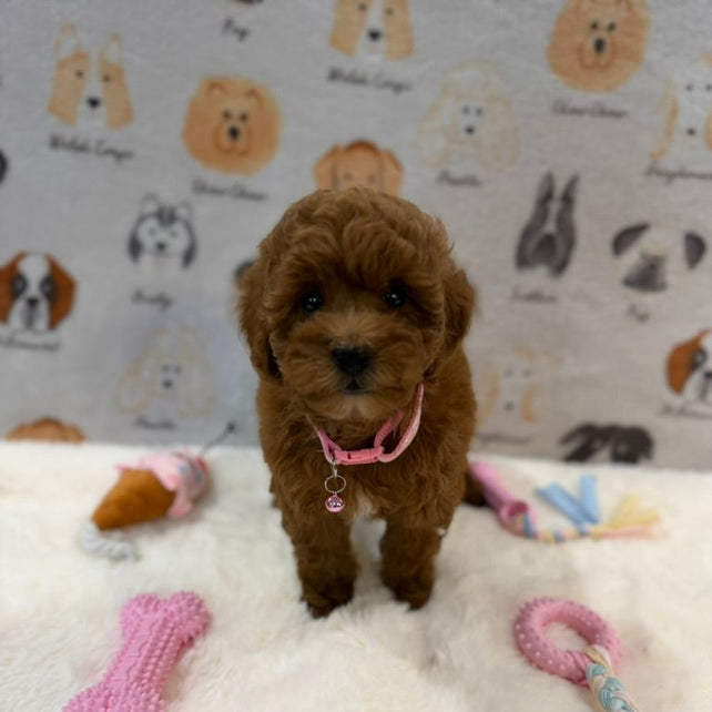LEXY (Mini Golden-Doodle)