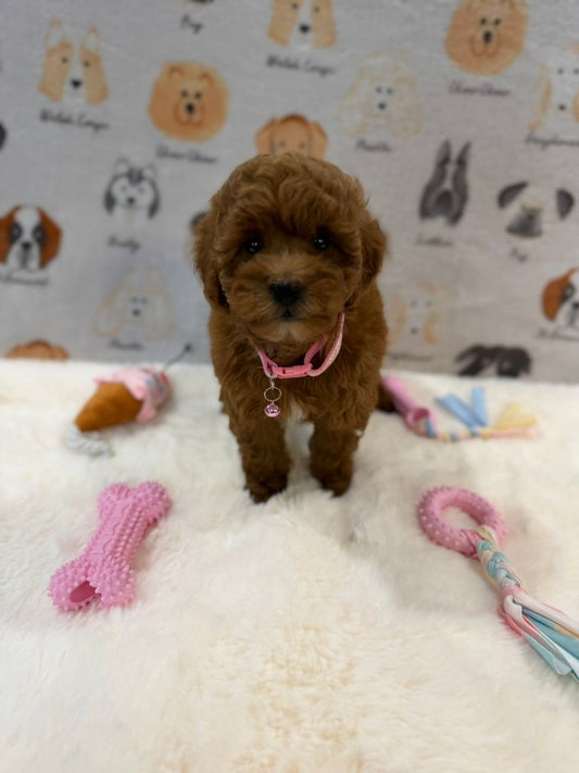 LEXY (Mini Golden-Doodle)