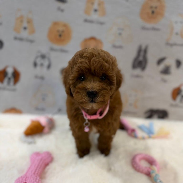 LEXY (Mini Golden-Doodle)