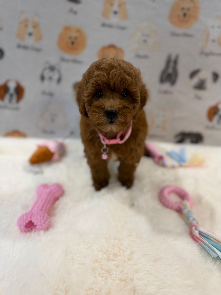 LEXY (Mini Golden-Doodle)