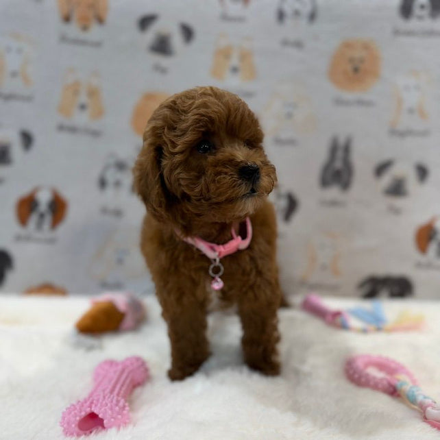 LEXY (Mini Golden-Doodle)