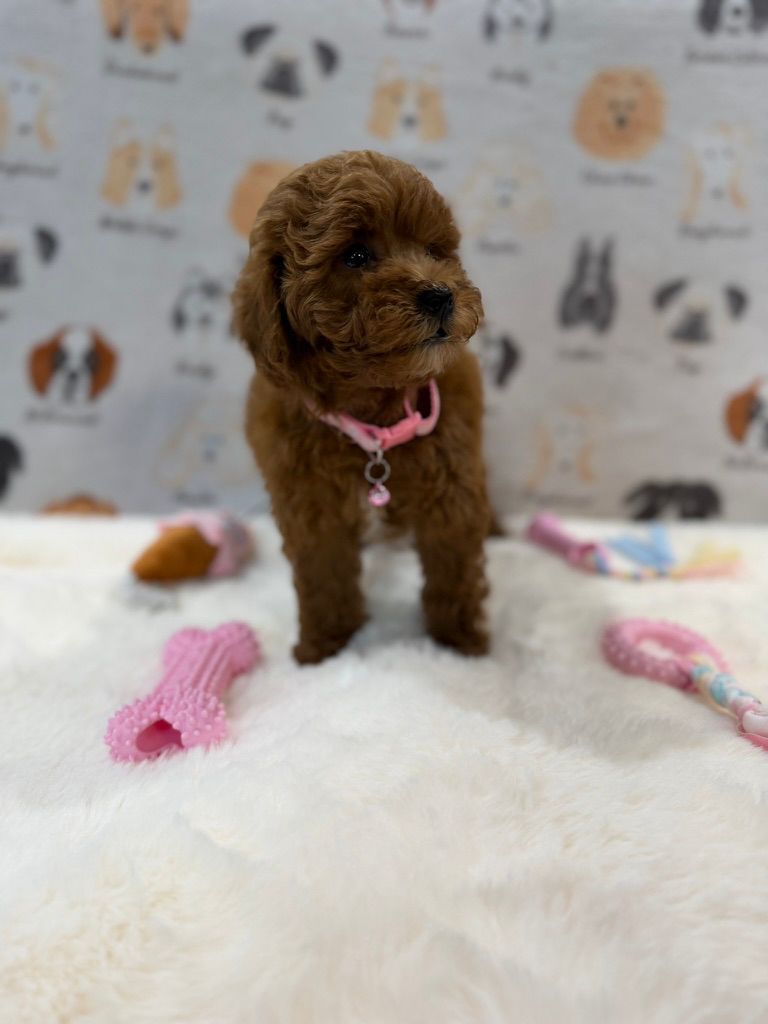 LEXY (Mini Golden-Doodle)