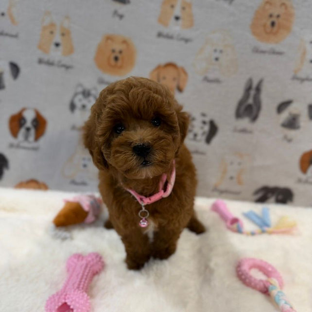 LEXY (Mini Golden-Doodle)