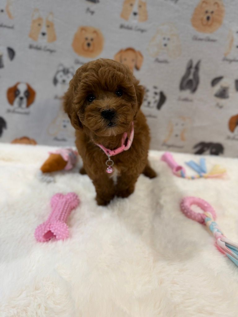 LEXY (Mini Golden-Doodle)