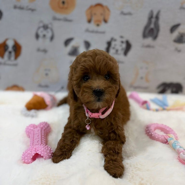 LEXY (Mini Golden-Doodle)