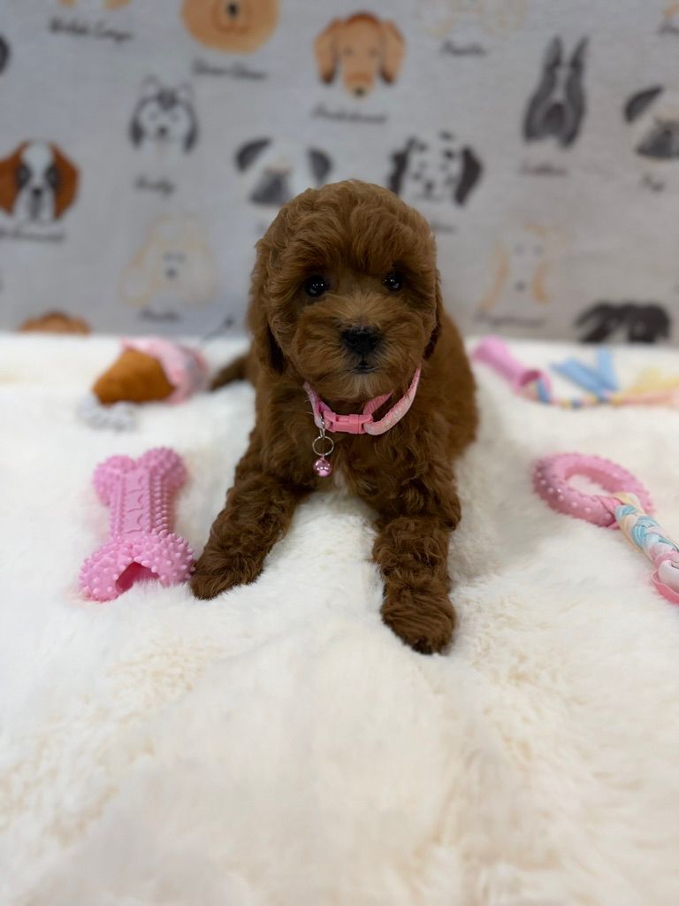 LEXY (Mini Golden-Doodle)