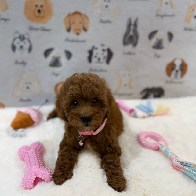 LEXY (Mini Golden-Doodle)