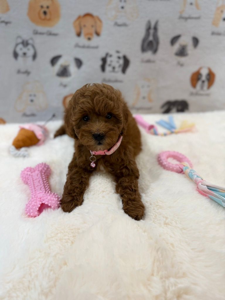 LEXY (Mini Golden-Doodle)