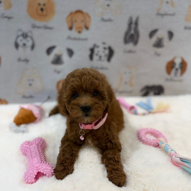 LEXY (Mini Golden-Doodle)