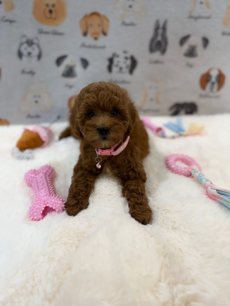 LEXY (Mini Golden-Doodle)
