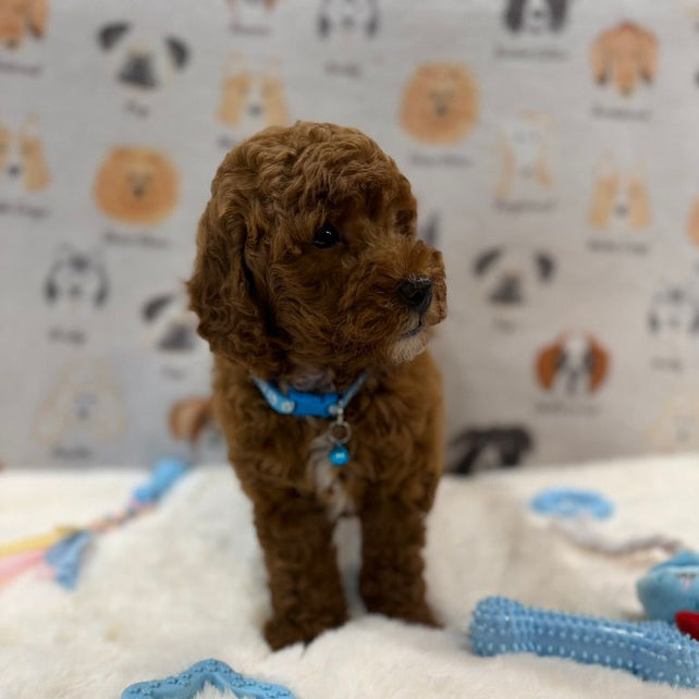 LEO (Mini Golden-Doodle)