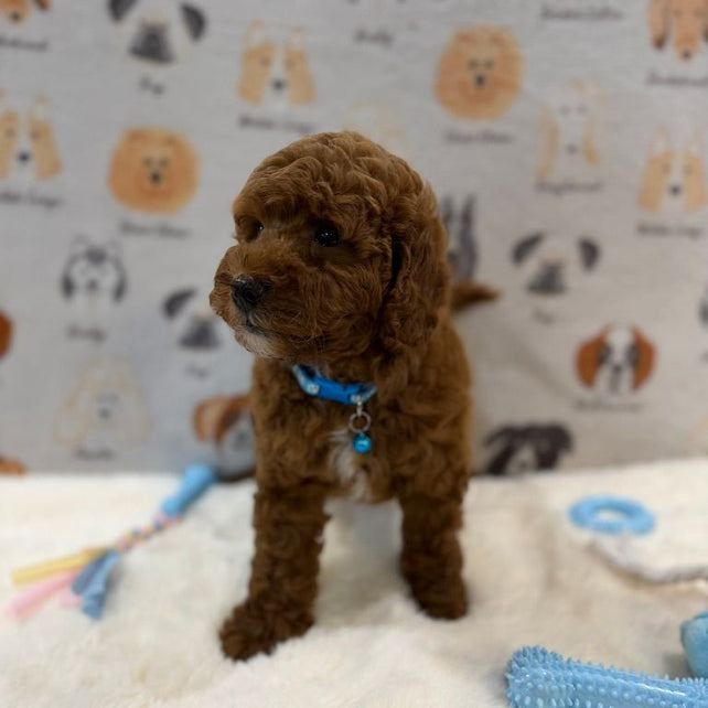LEO (Mini Golden-Doodle)