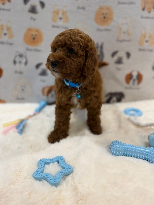 LEO (Mini Golden-Doodle)