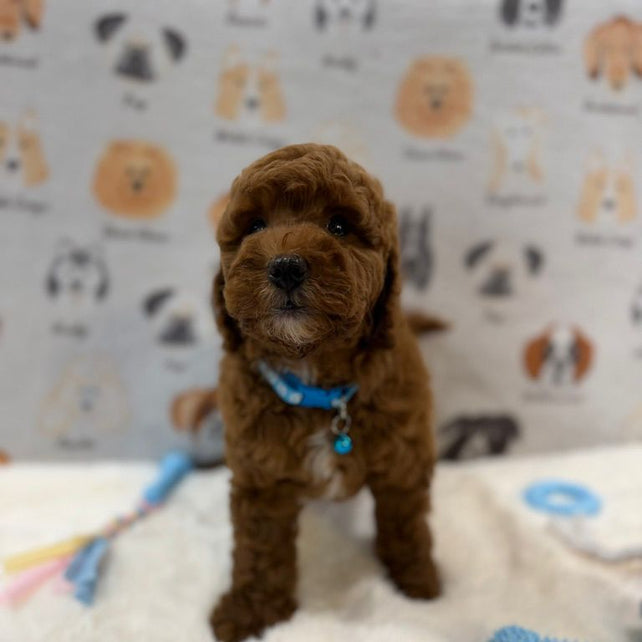 LEO (Mini Golden-Doodle)