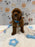 LEO (Mini Golden-Doodle)