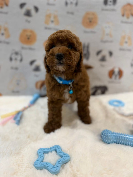 LEO (Mini Golden-Doodle)