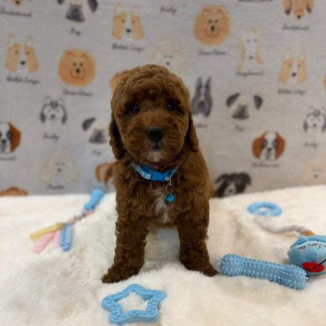 LEO (Mini Golden-Doodle)