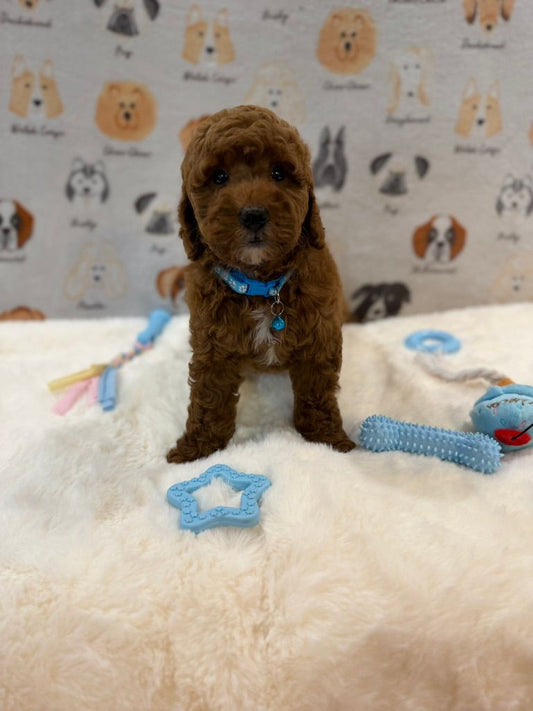 LEO (Mini Golden-Doodle)