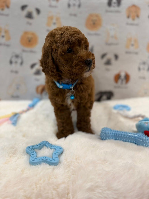 LEO (Mini Golden-Doodle)