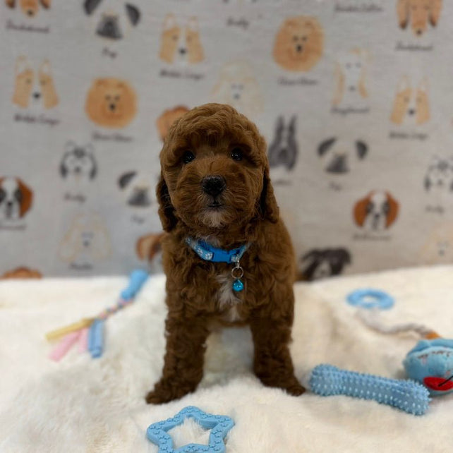 LEO (Mini Golden-Doodle)