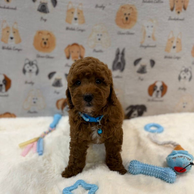 LEO (Mini Golden-Doodle)