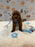 LEO (Mini Golden-Doodle)