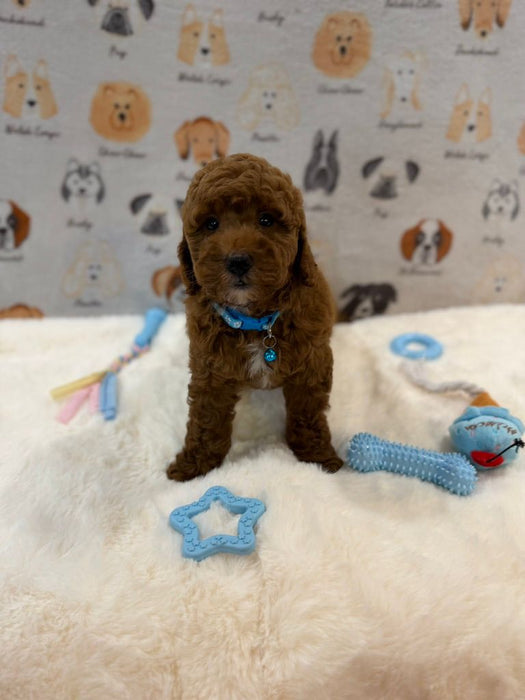 LEO (Mini Golden-Doodle)