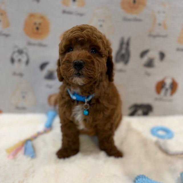 LEO (Mini Golden-Doodle)