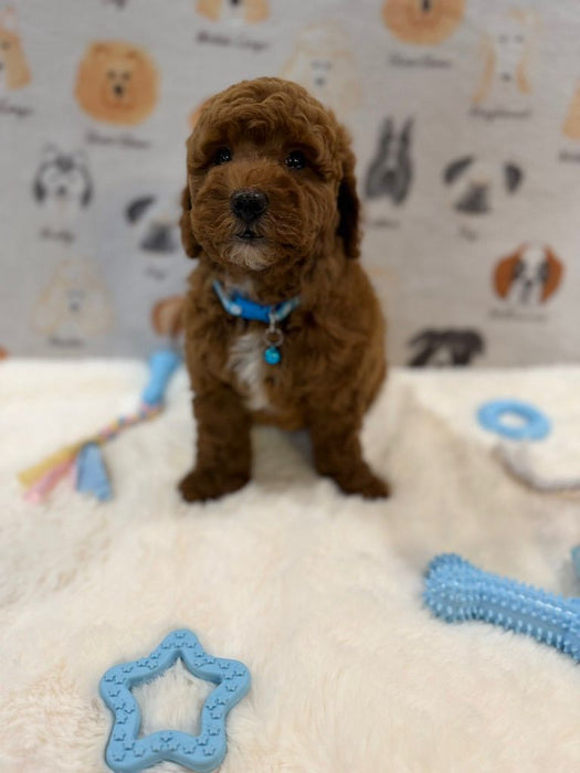 LEO (Mini Golden-Doodle)