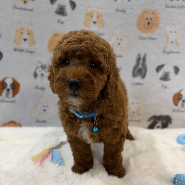 LEO (Mini Golden-Doodle)