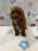 LEO (Mini Golden-Doodle)