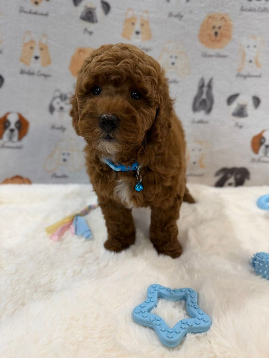 LEO (Mini Golden-Doodle)