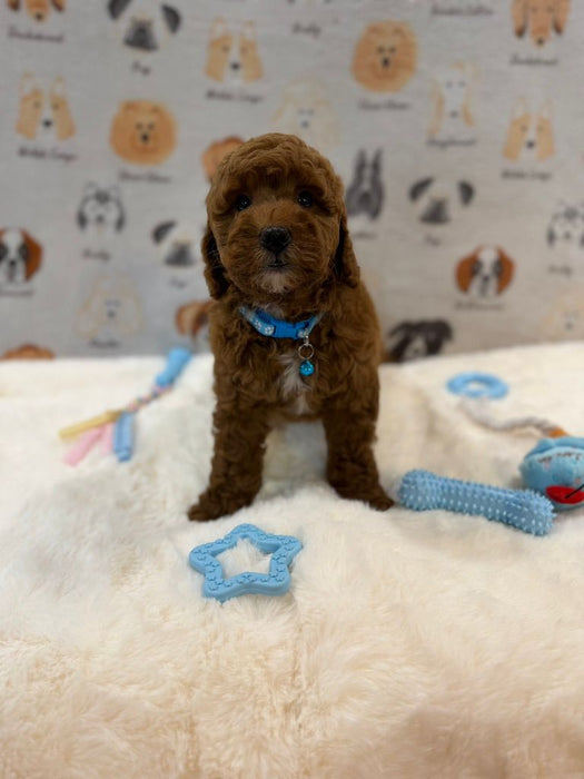 LEO (Mini Golden-Doodle)