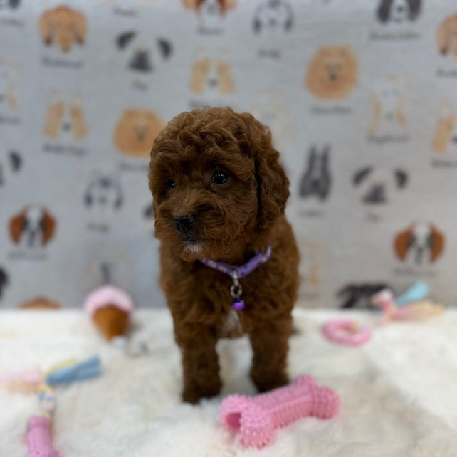 LISA (Mini Golden-Doodle)