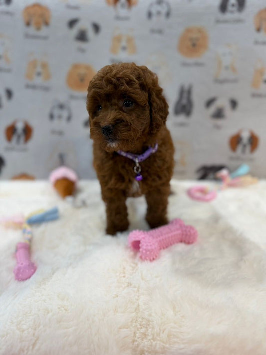 LISA (Mini Golden-Doodle)