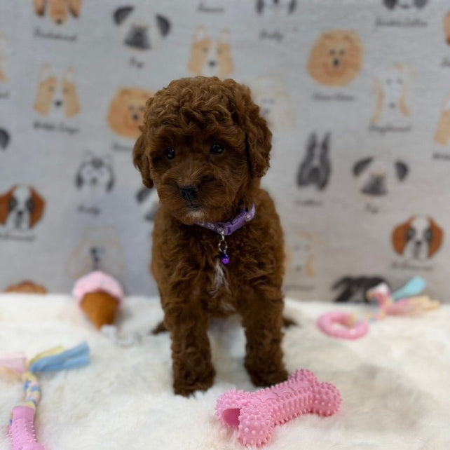 LISA (Mini Golden-Doodle)