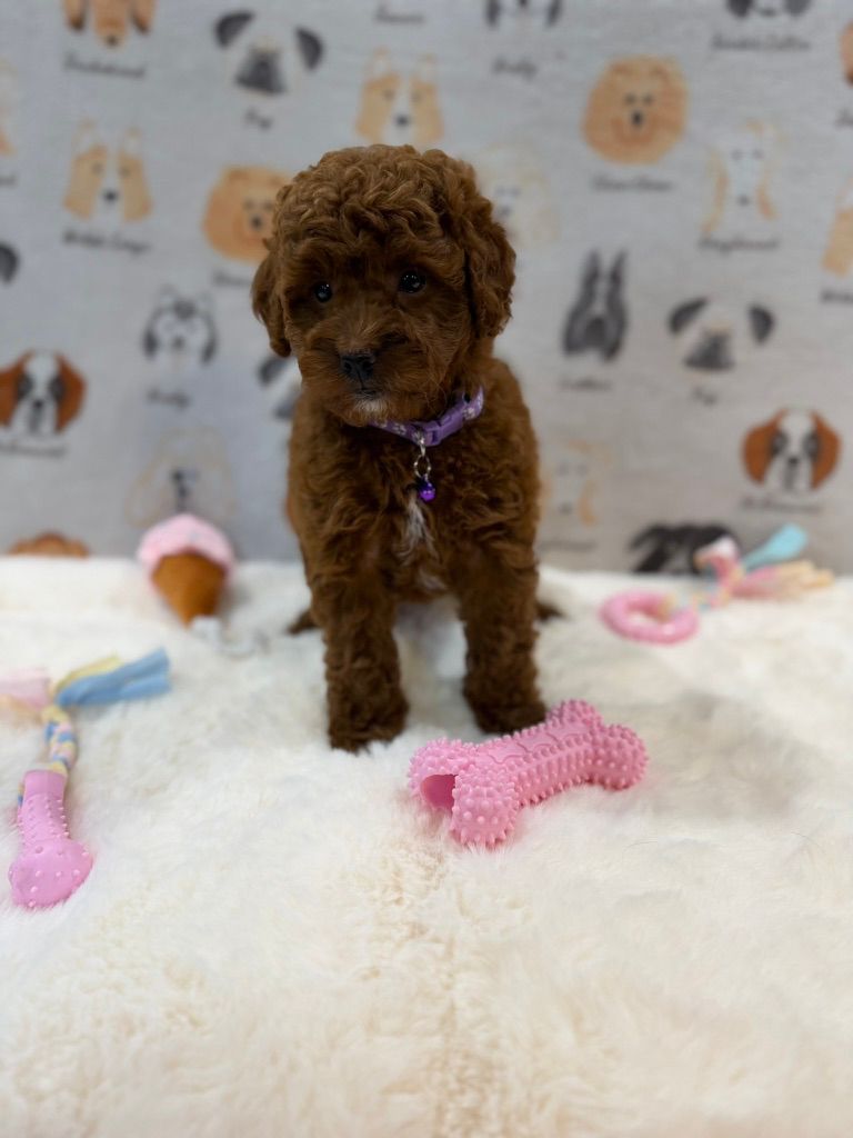 LISA (Mini Golden-Doodle)