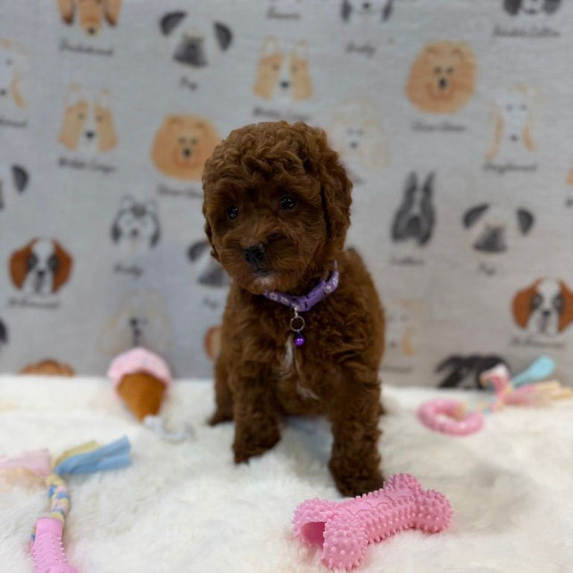 LISA (Mini Golden-Doodle)