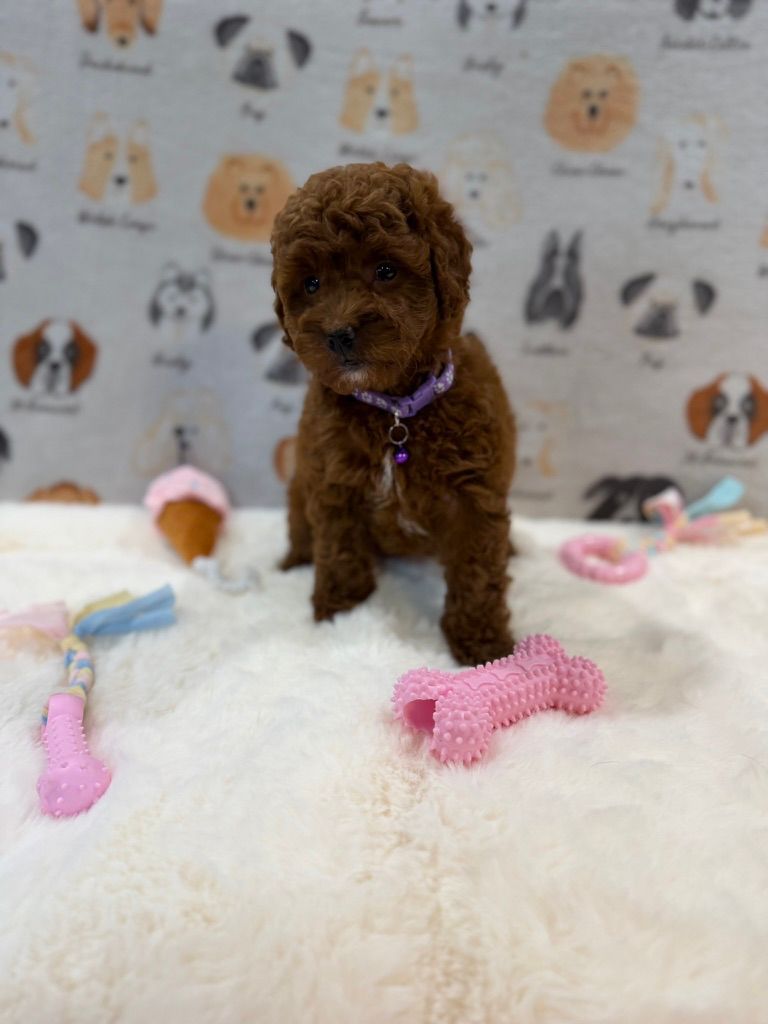 LISA (Mini Golden-Doodle)