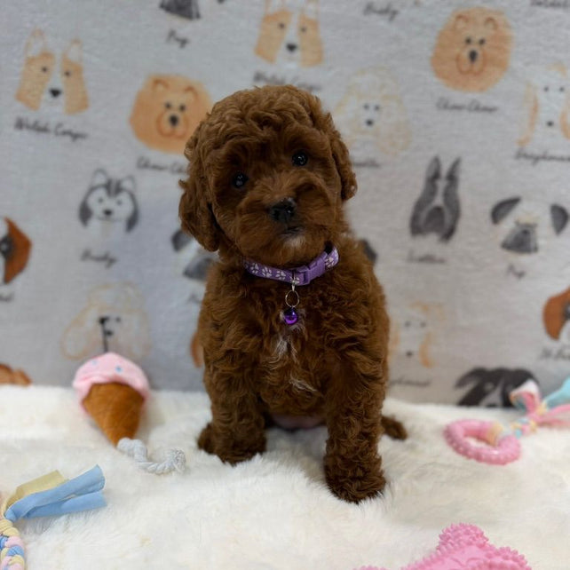 LISA (Mini Golden-Doodle)