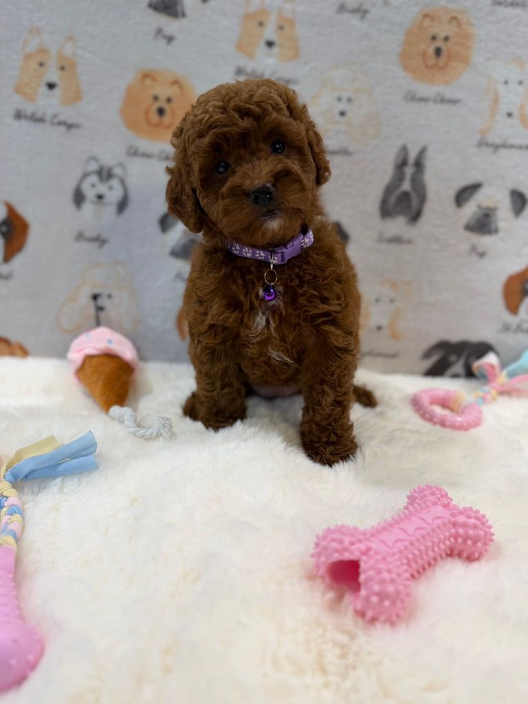 LISA (Mini Golden-Doodle)